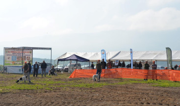 13 Fermalı Av Köpekleri ve Mera Güzellik yarışması başlıyor.